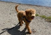 Cockapoo