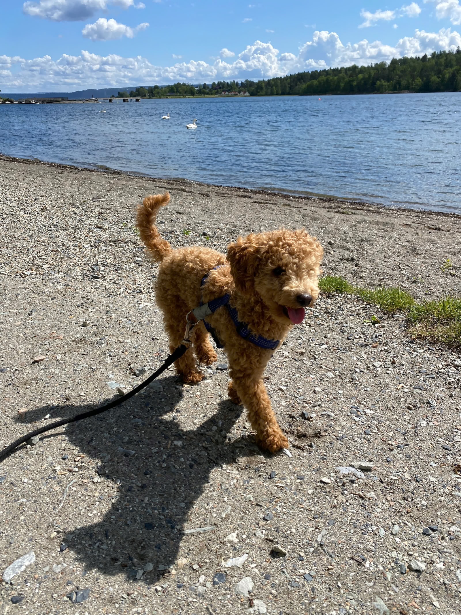 Cockapoo