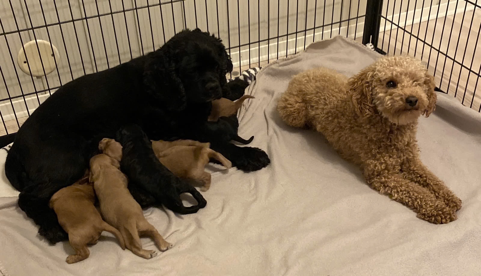 Cockapoo