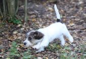 Petit basset griffon vendeen narttupentu