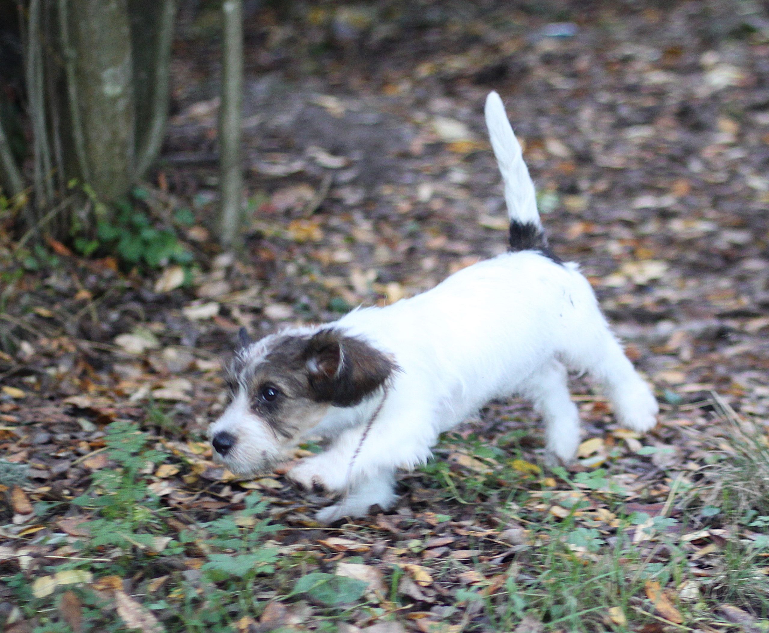 Petit basset griffon vendeen narttupentu