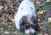 Petit basset griffon vendeen narttupentu