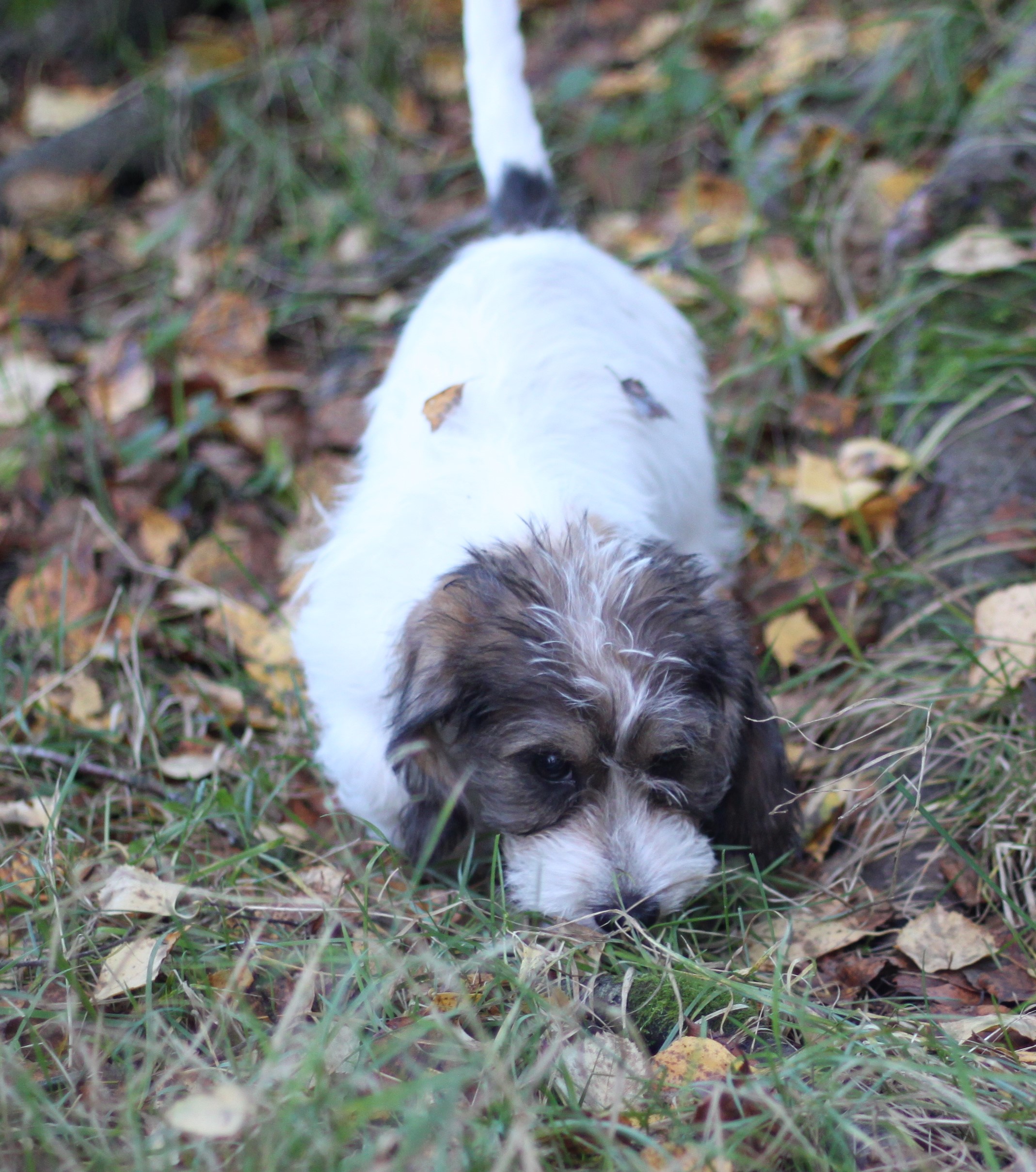 Petit basset griffon vendeen narttupentu