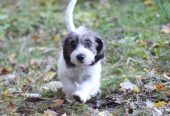 Petit basset griffon vendeen narttupentu