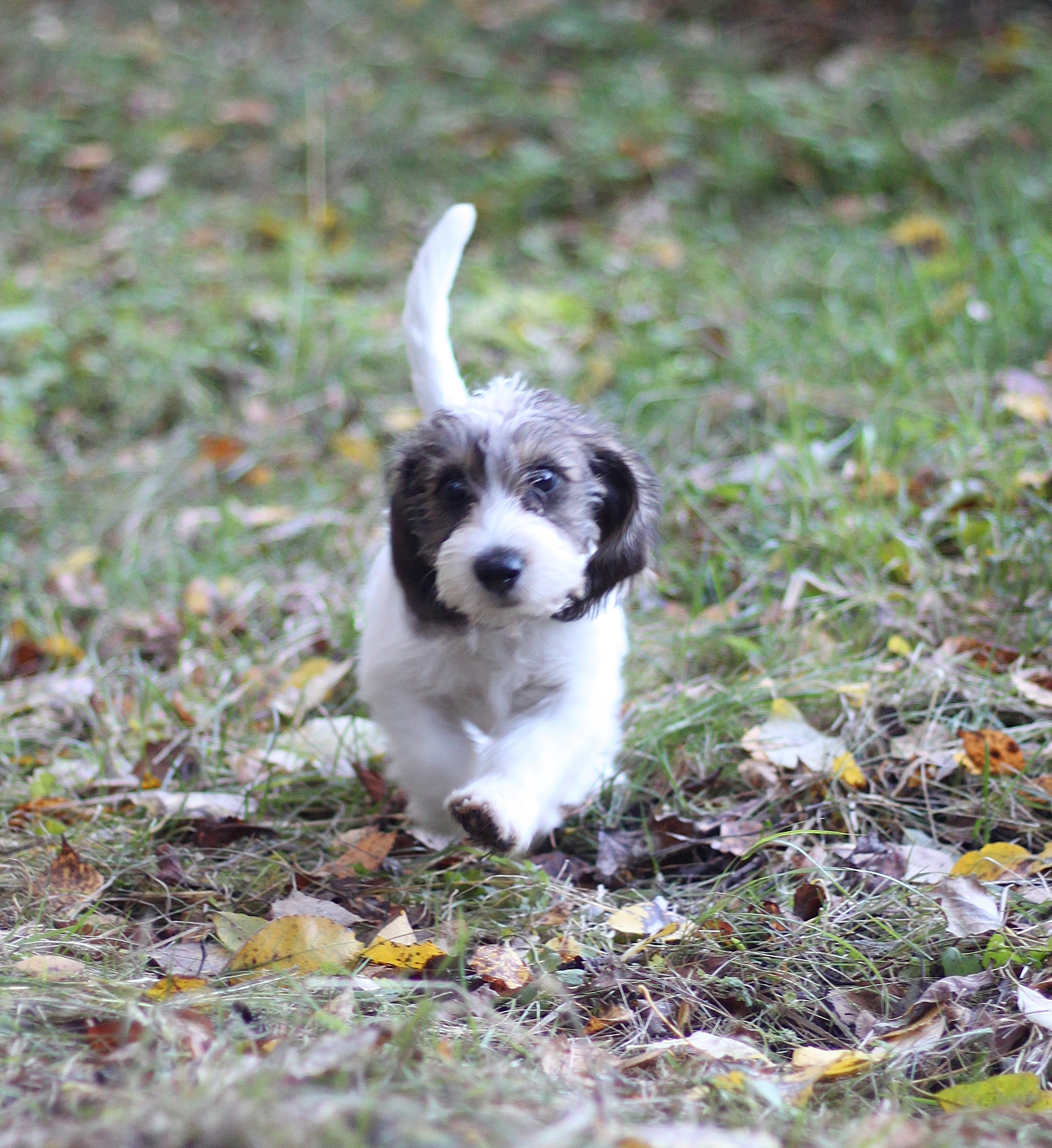 Petit basset griffon vendeen narttupentu