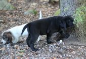 Petit basset griffon vendeen narttupentu