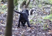 Petit basset griffon vendeen narttupentu
