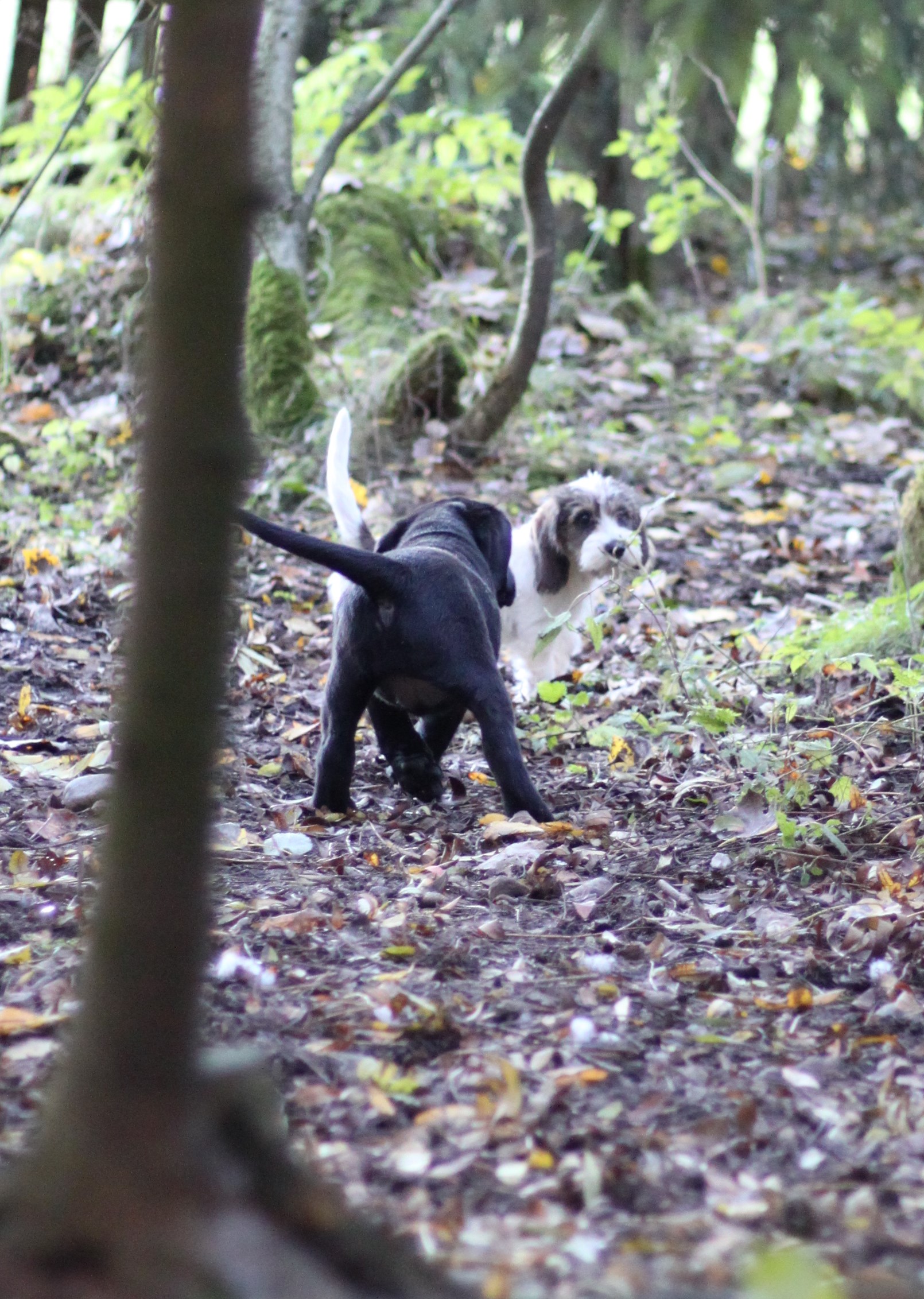 Petit basset griffon vendeen narttupentu
